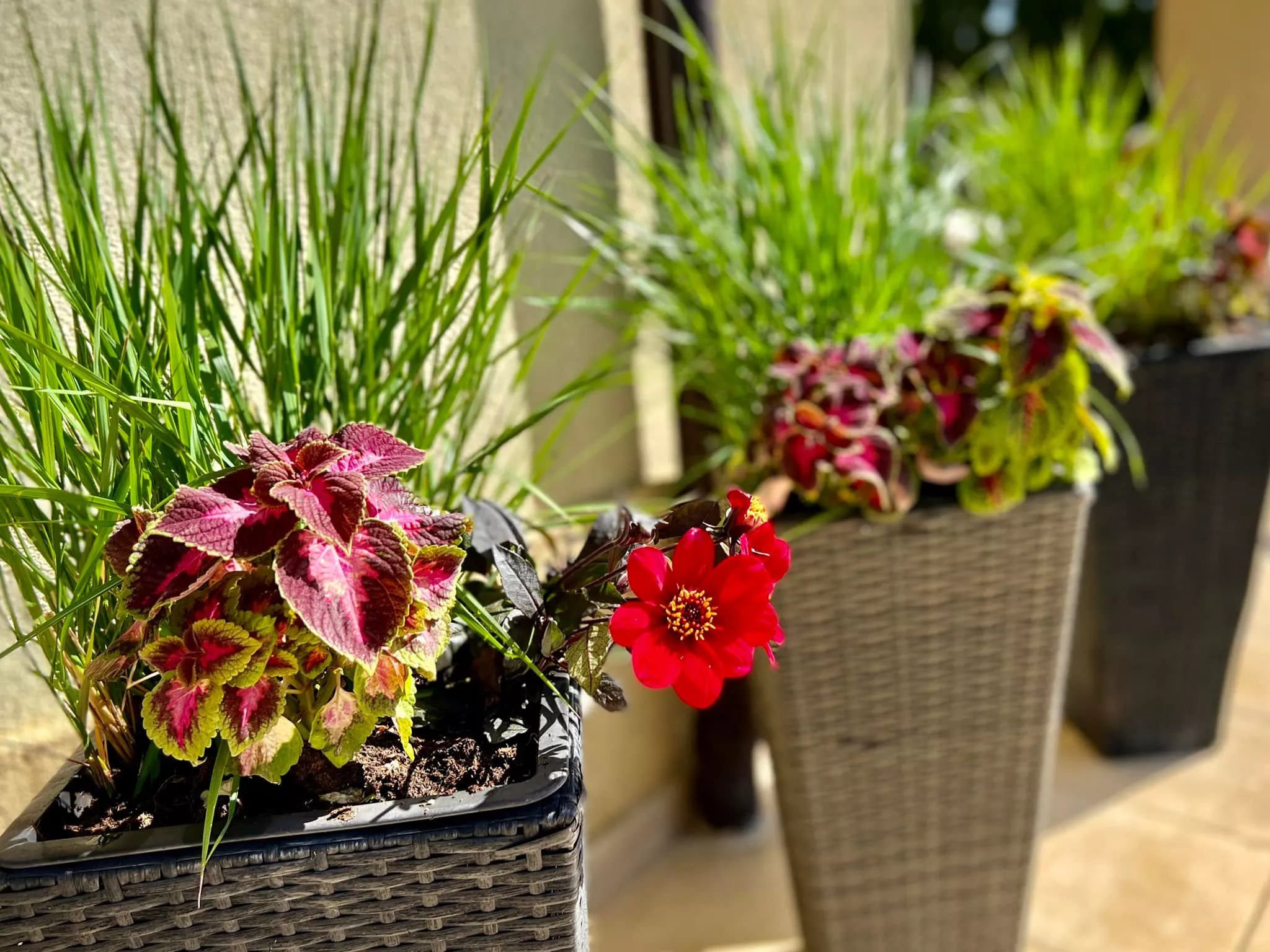 Gwiazda disco polo pochwaliła się wielkim, rajskim ogrodem! Wiemy kto go zaprojektował! Jest wyjątkowy! [ZDJĘCIA]